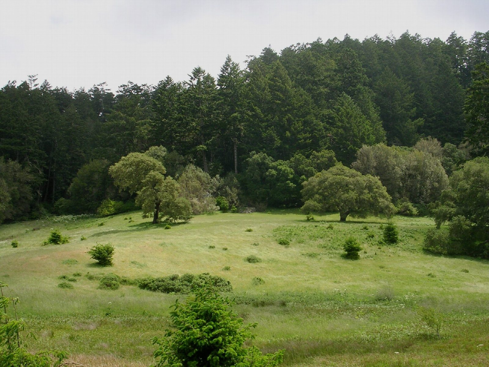 Bear Valley Trail to the Coast at Miller Point