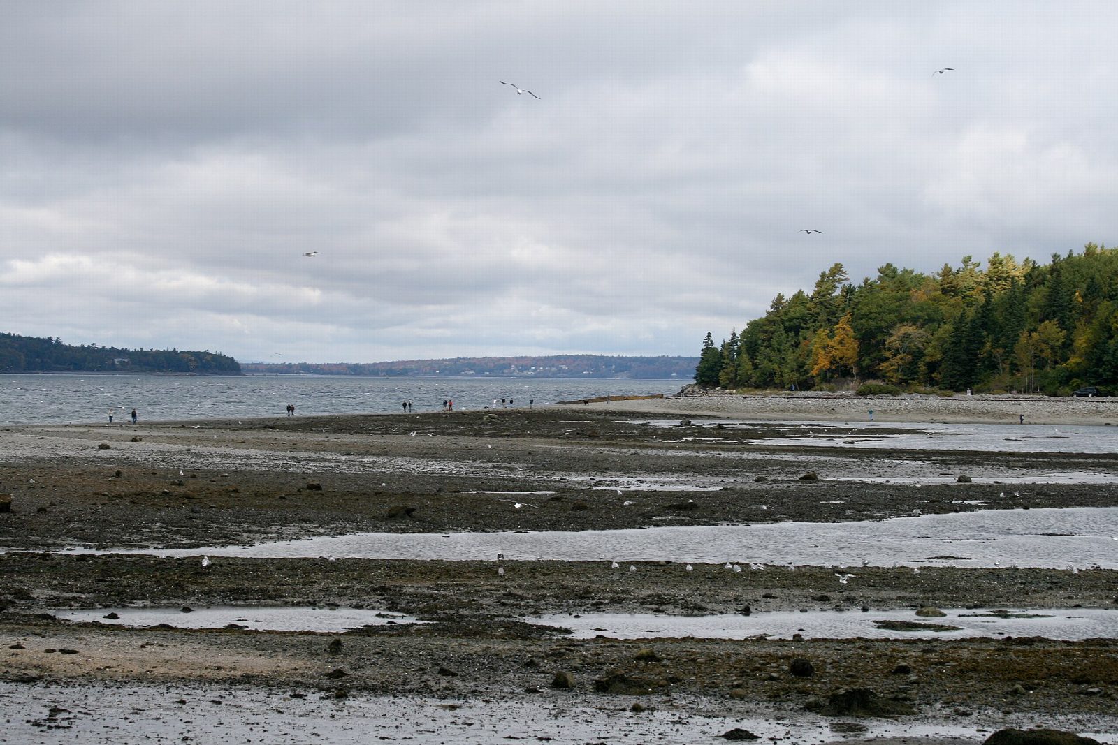 Bar Island from Bar Harbor