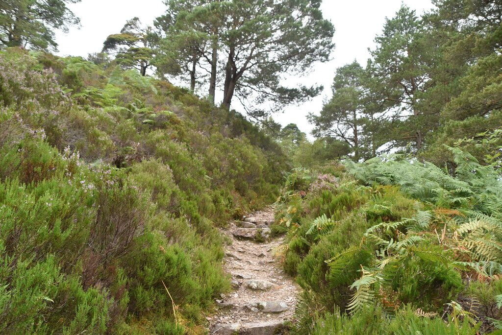 The Beinn Eighe Woodland Trail