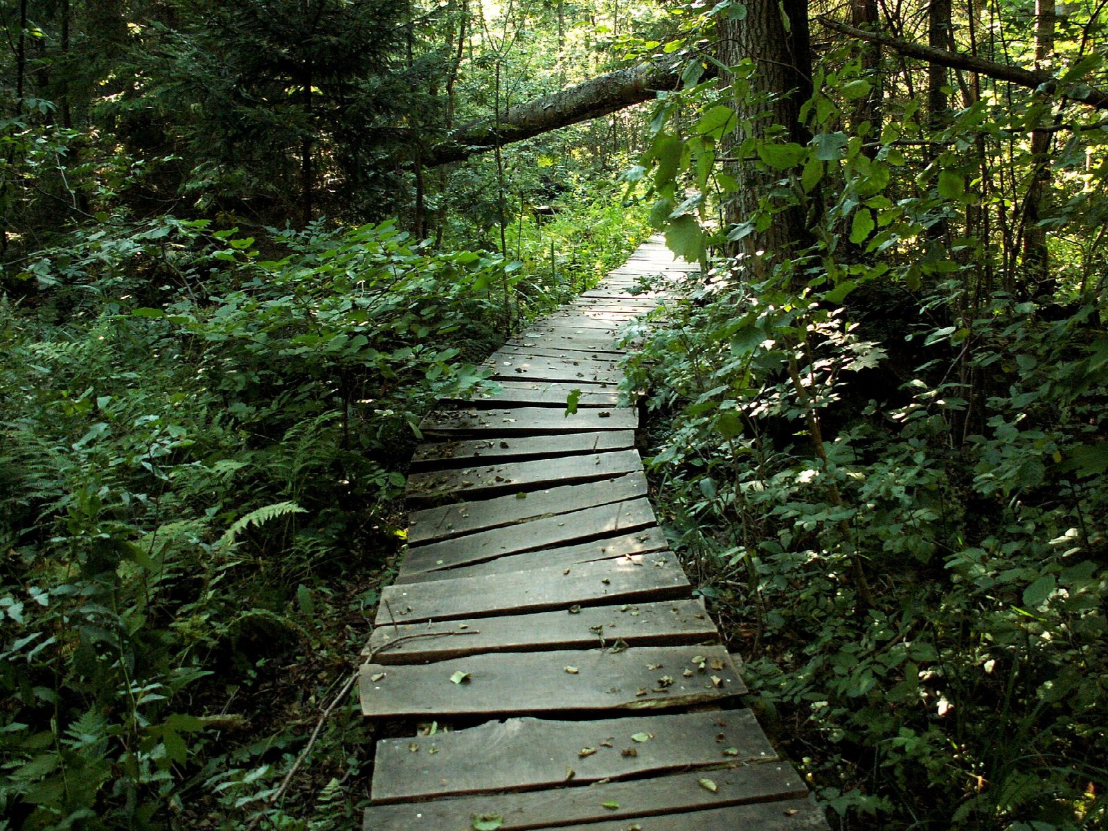 Białowieża: the Palace Park, the Żebra Żubra boardwalk and the bison reserve