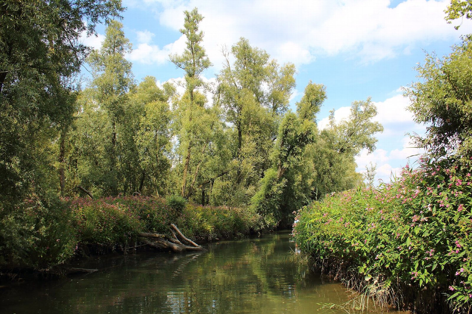 Biesbosch: the Aakvlaai creeks from Vissershang