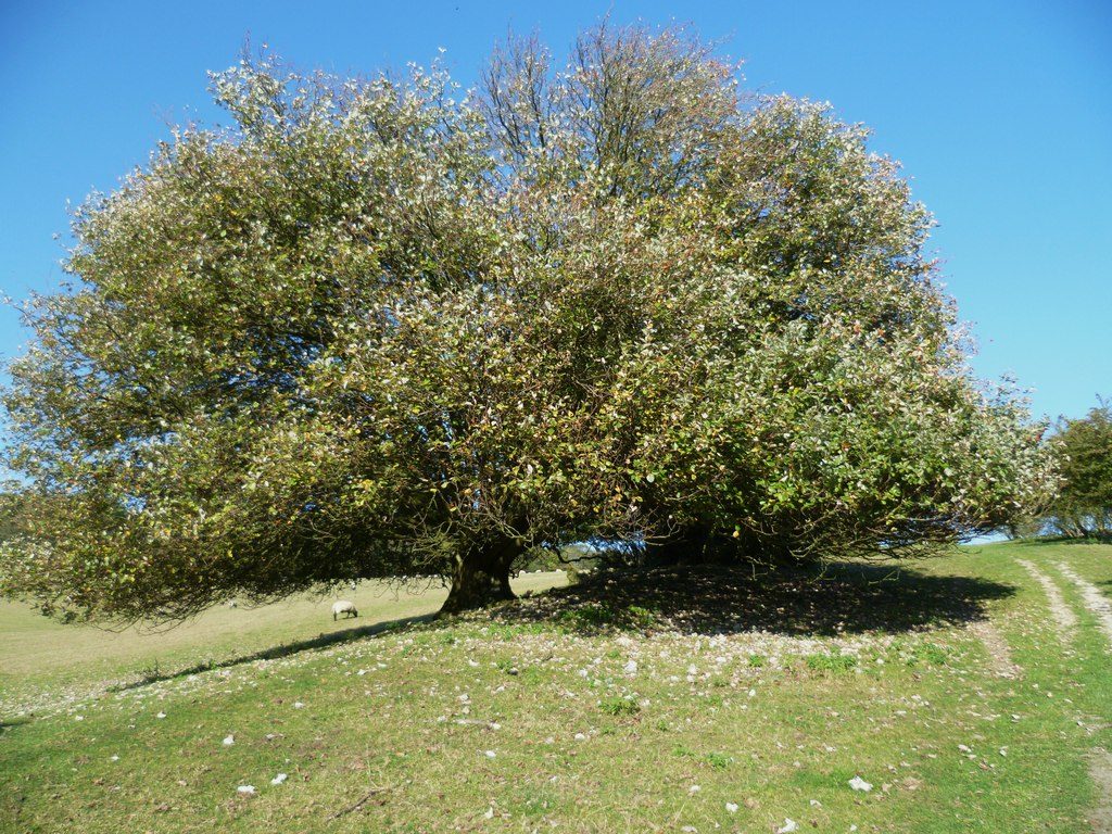 Bignor Hill, Stane Street and Gumber