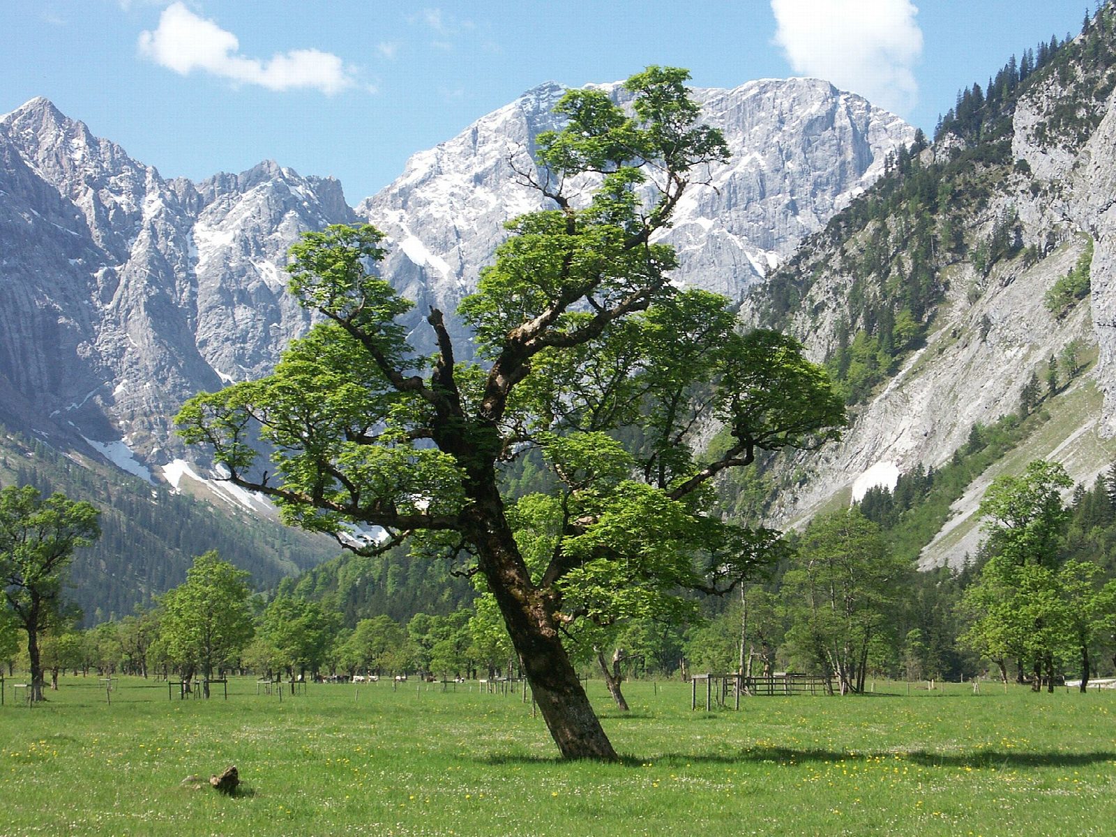 Binsalm from the Eng and the Großer Ahornboden