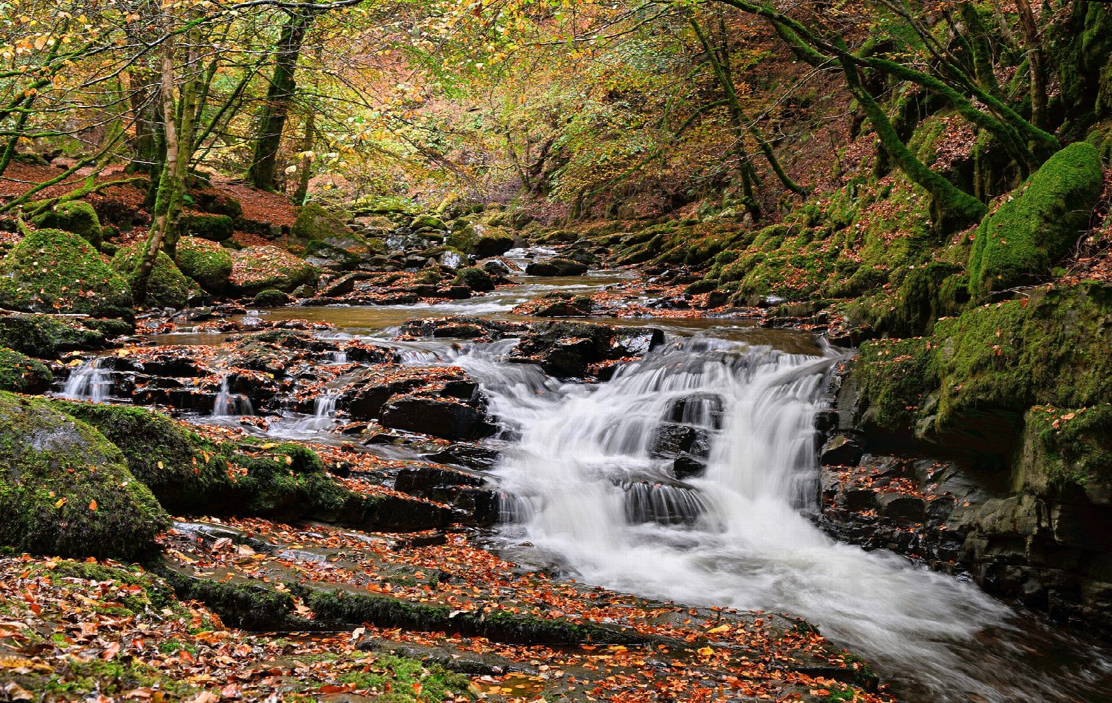 The Birks of Aberfeldy
