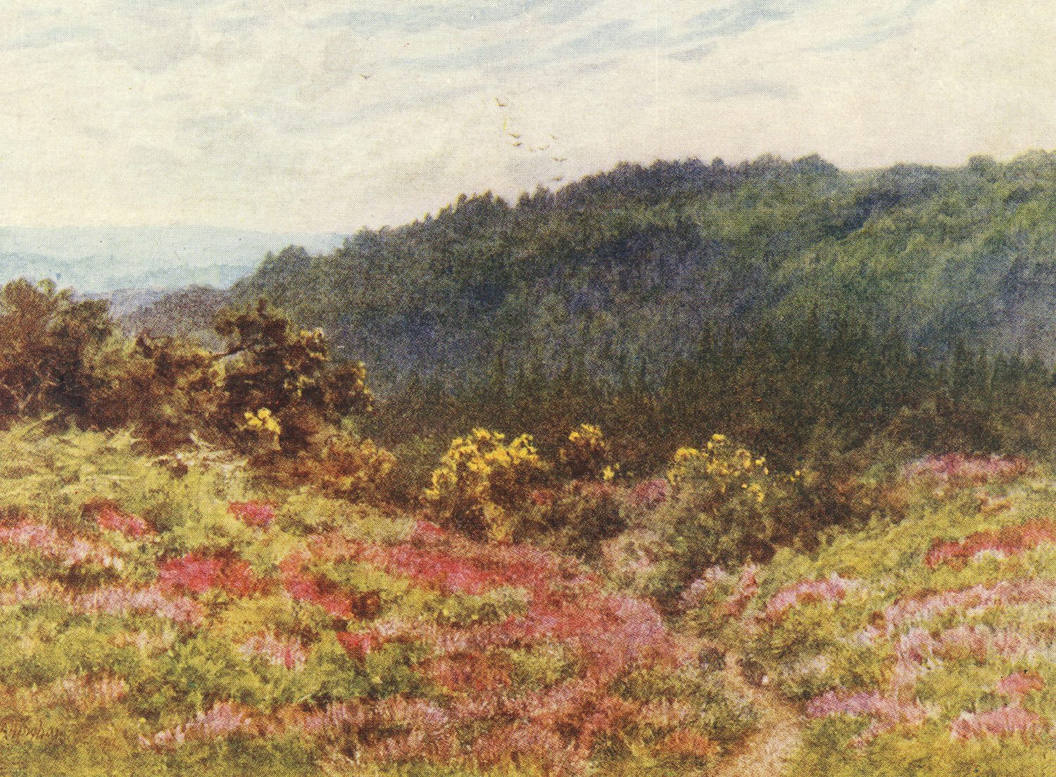 Black Down from Tennyson's Lane