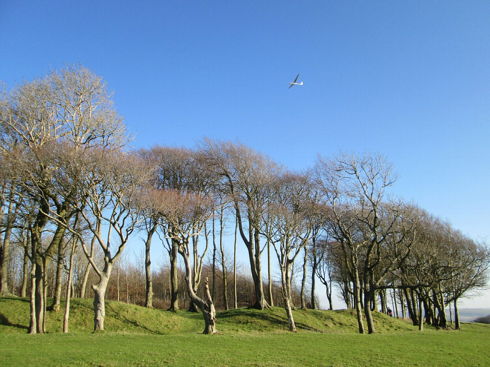 Chanctonbury Ring from Steyning