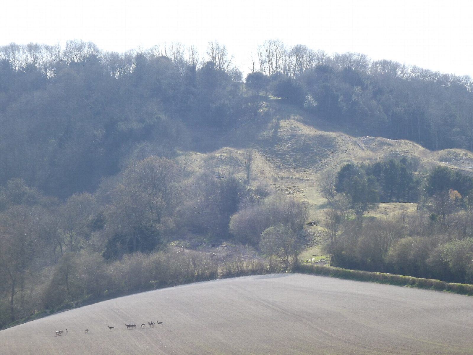 Heyshott Down from Cocking Hill