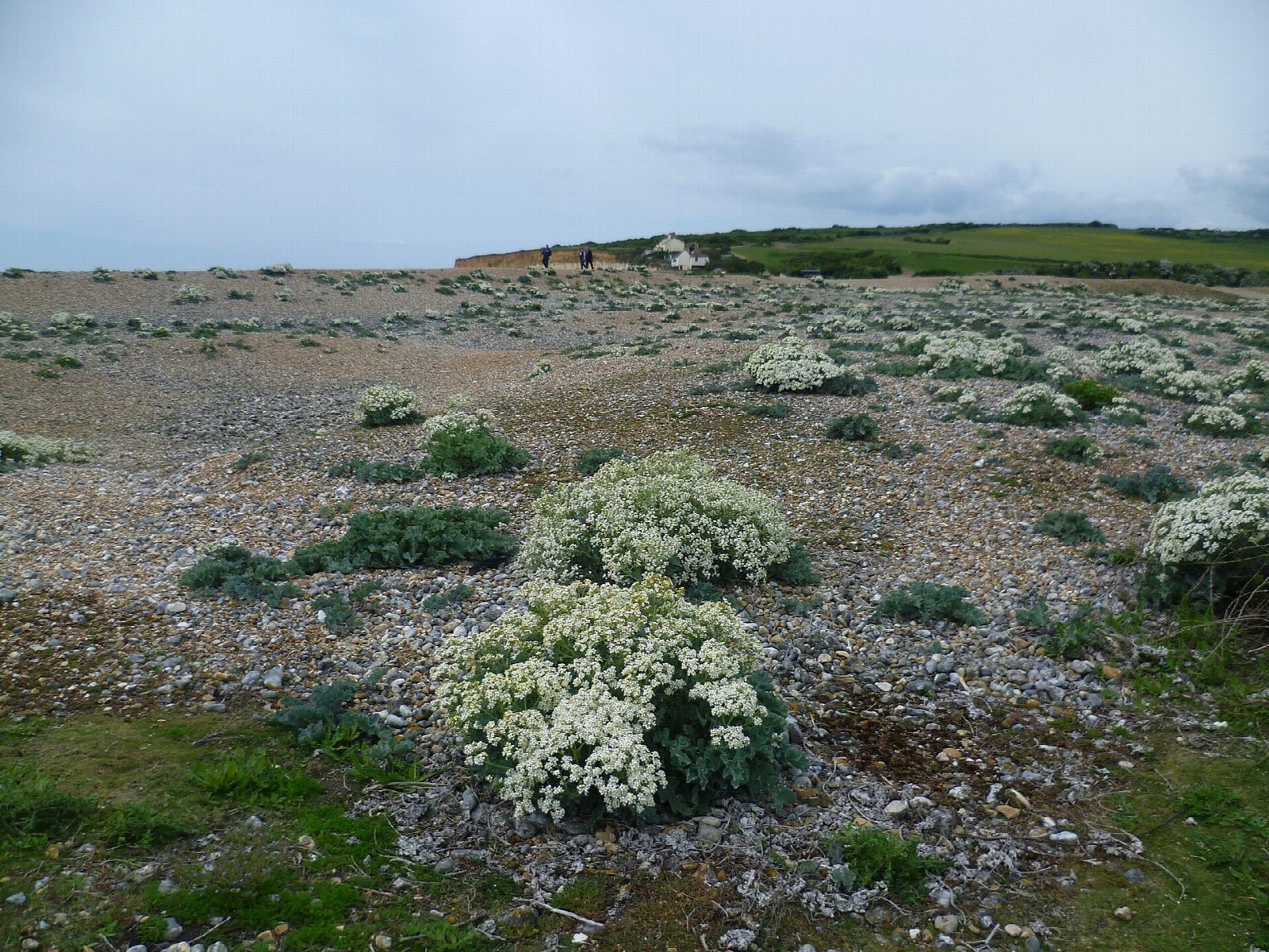 Cuckmere Haven from Exceat