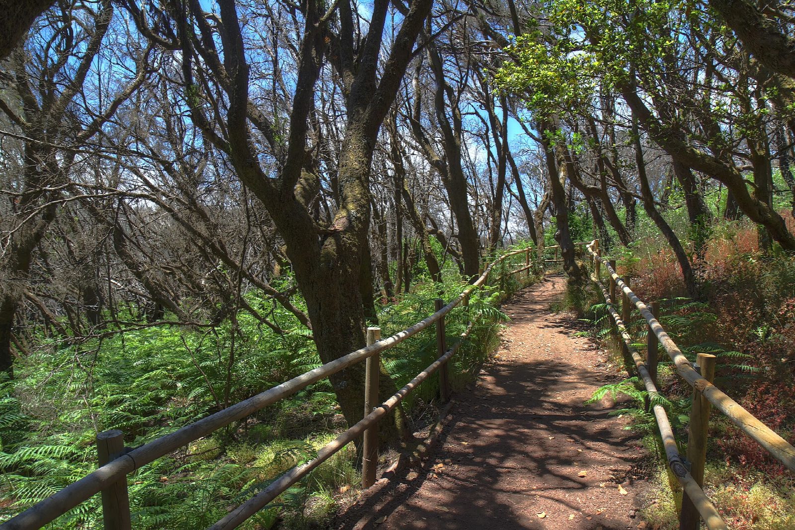 El Cedro forest from El Contadero