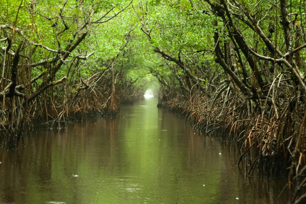 Everglades: the Turner River to Chokoloskee