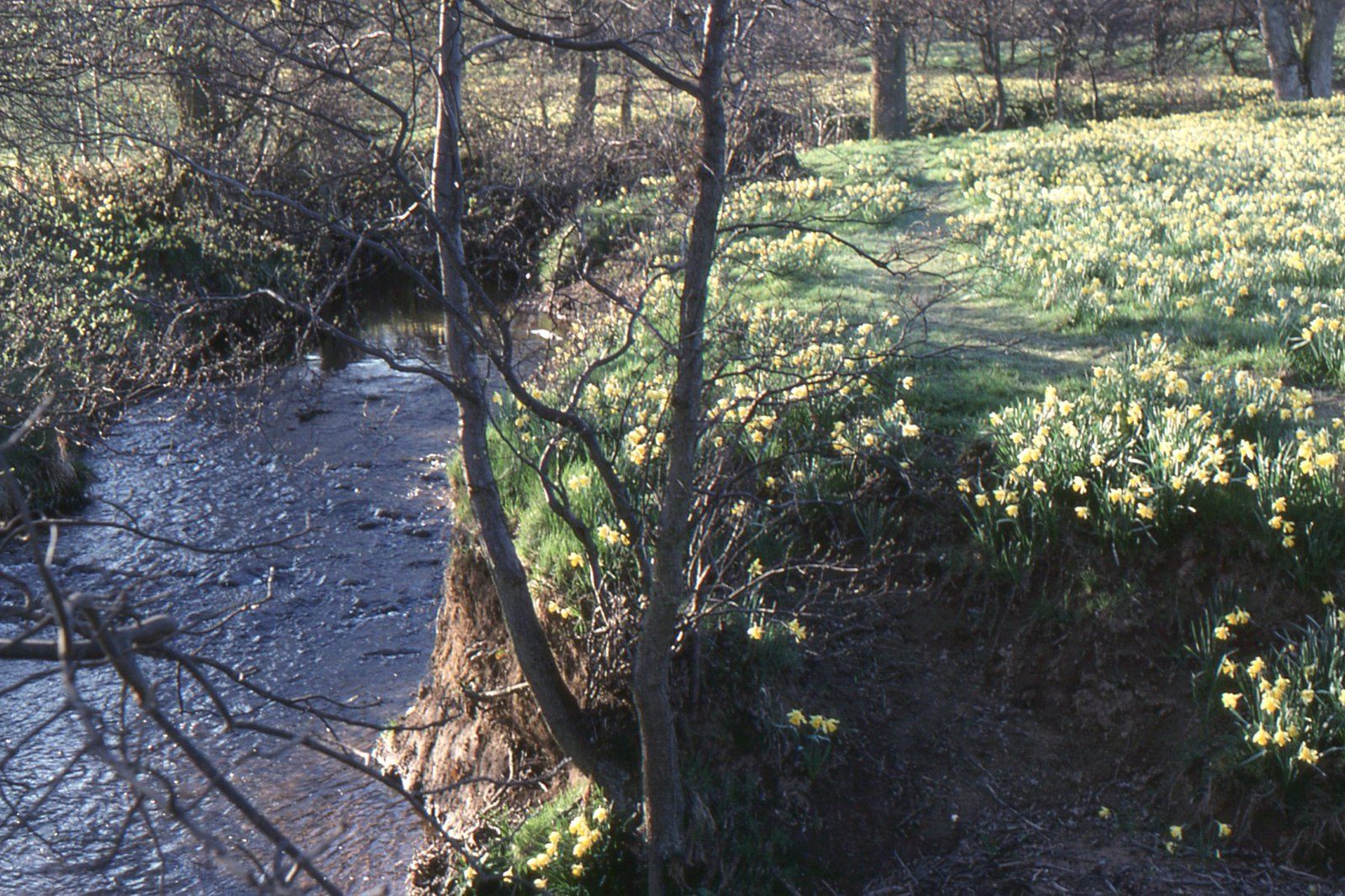 Farndale daffodil walk