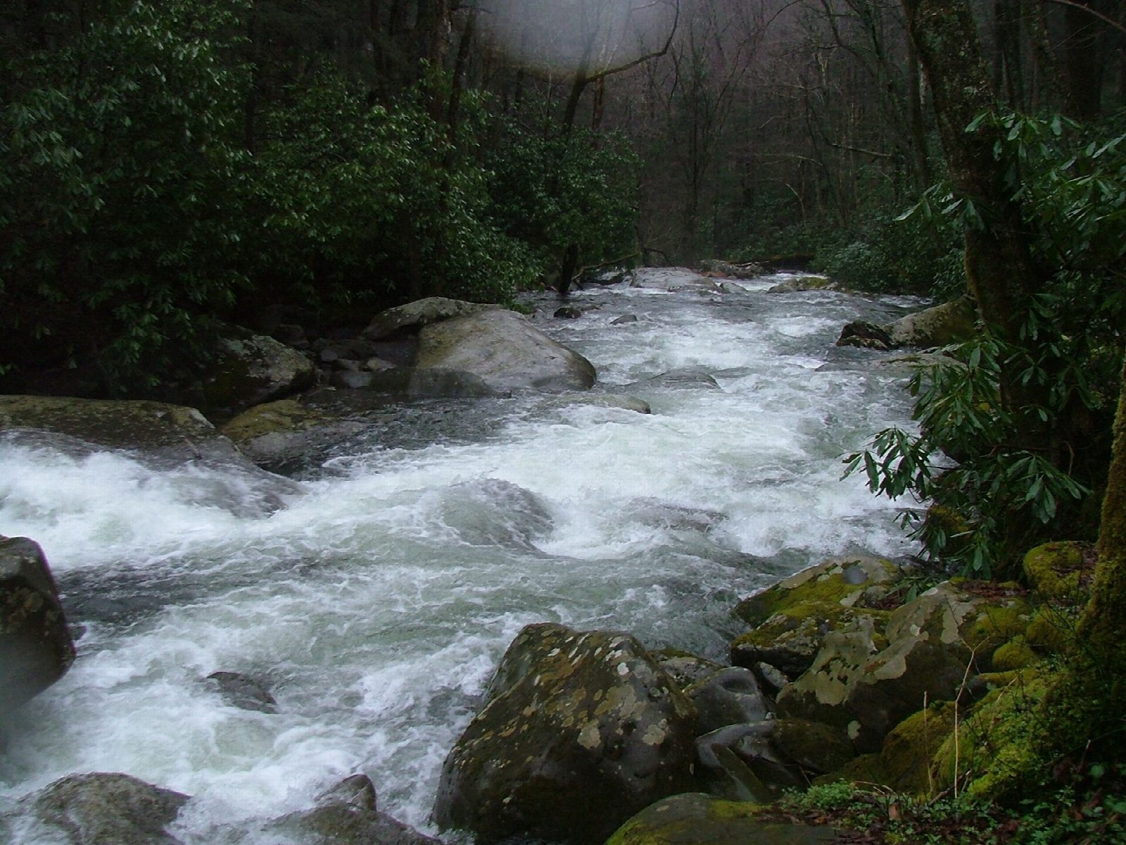 Porters Creek Trail to Fern Branch Falls