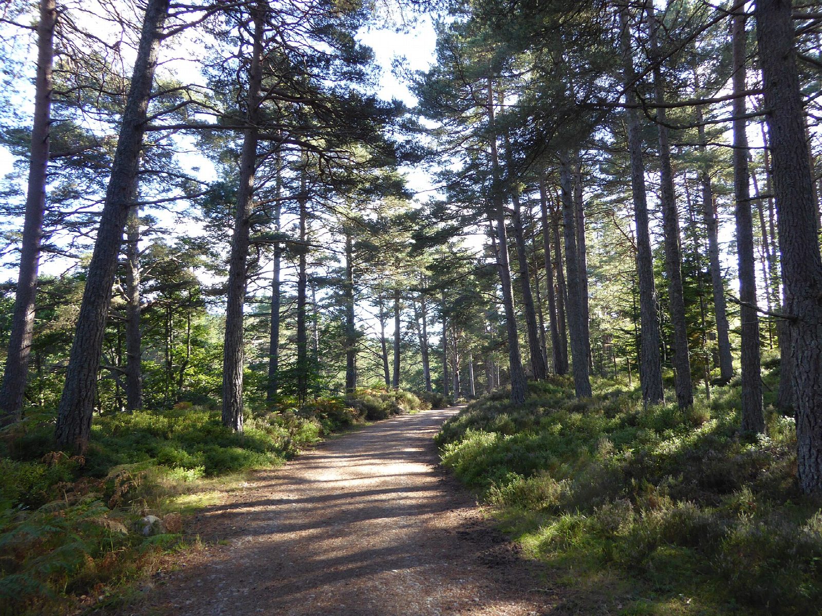 Glen Tanar pinewoods and the Knockie viewpoint