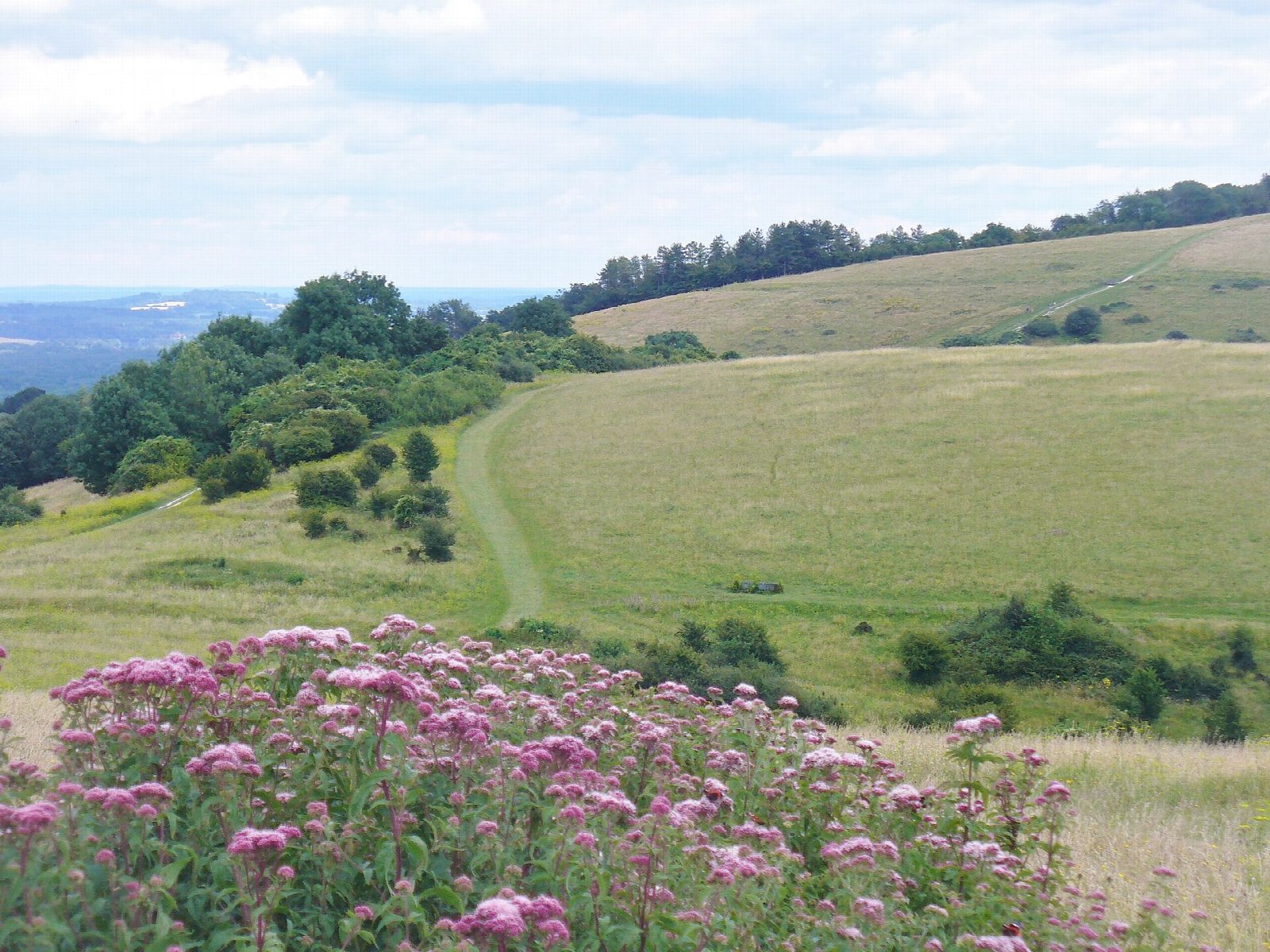 Harting Down and Beacon Hill