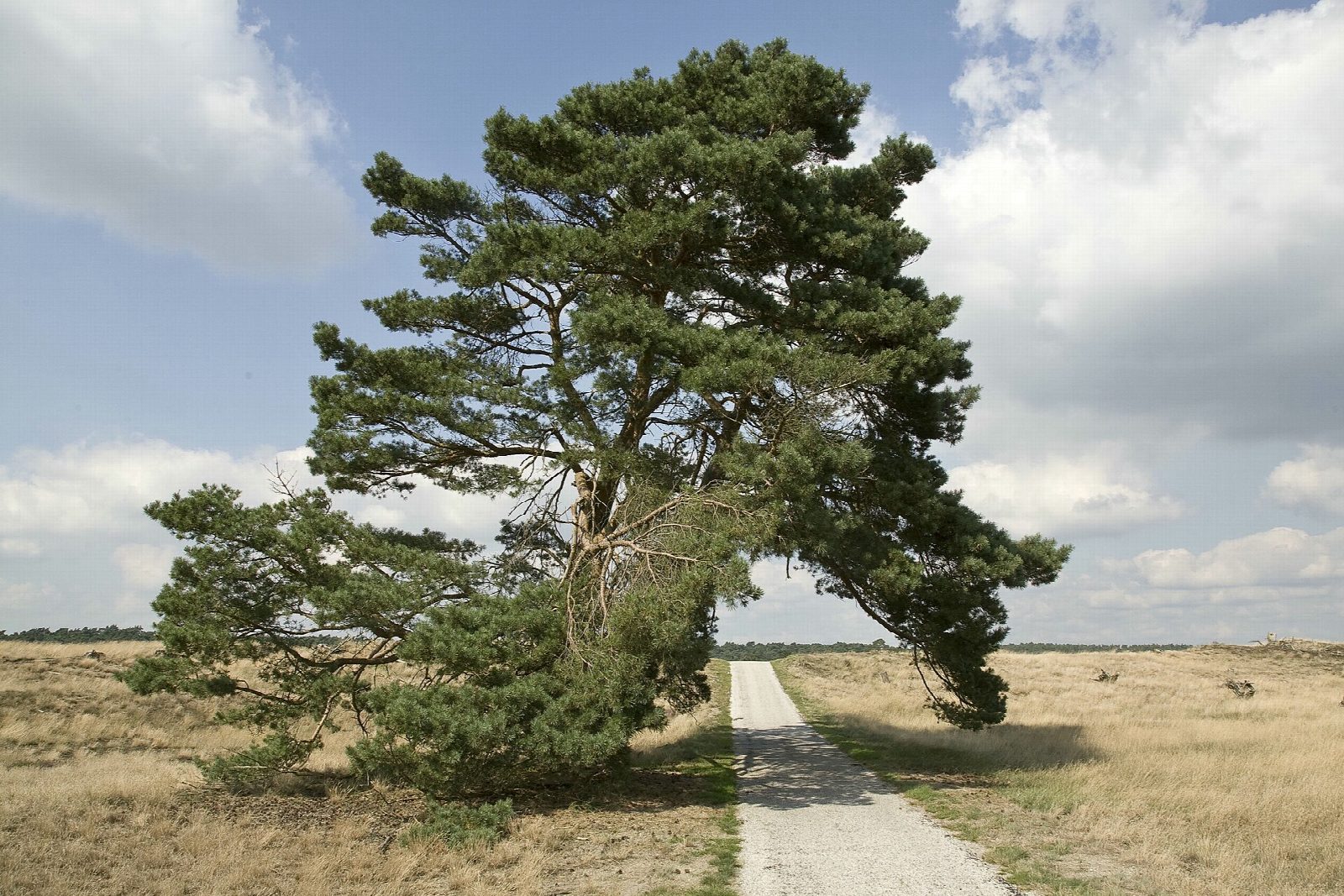 The Hoge Veluwe from Otterlo by the Kröller-Müller and Sint Hubertus