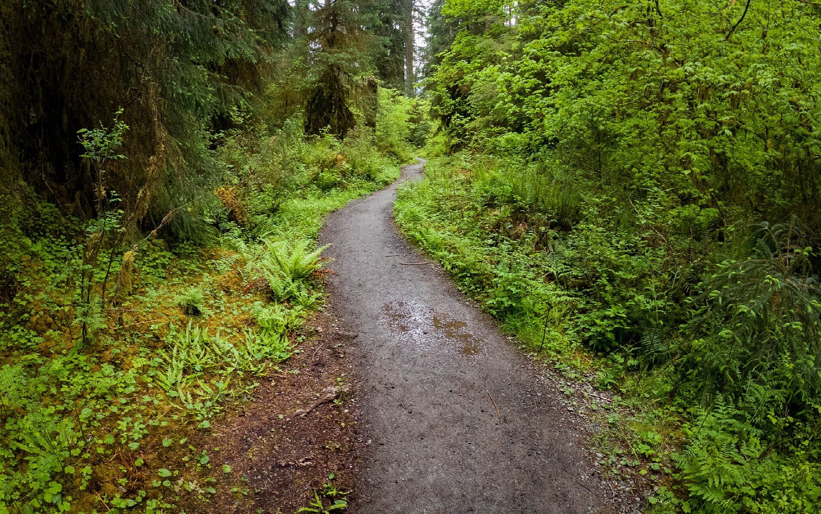 Hoh River Trail to Five Mile Island