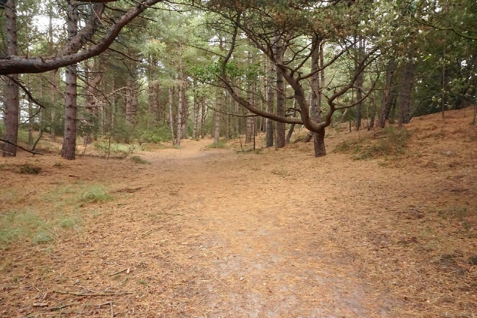 Holkham Gap and the pinewoods to Wells beach