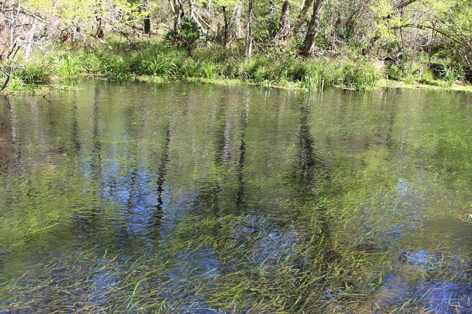 Ichetucknee River: North End to the South Takeout