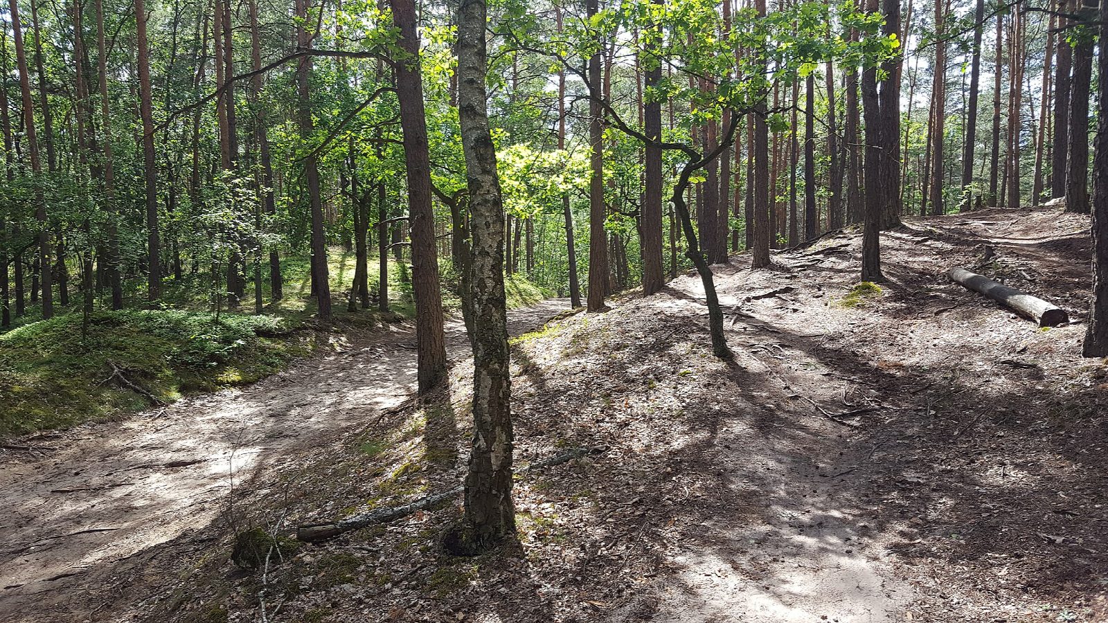 Kampinos Forest from Truskaw to Karczmisko