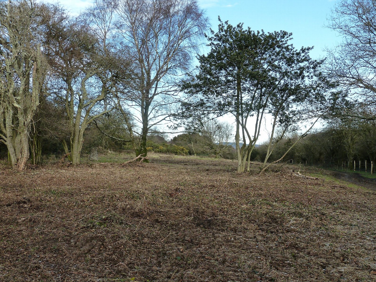 Kingley Vale from West Stoke