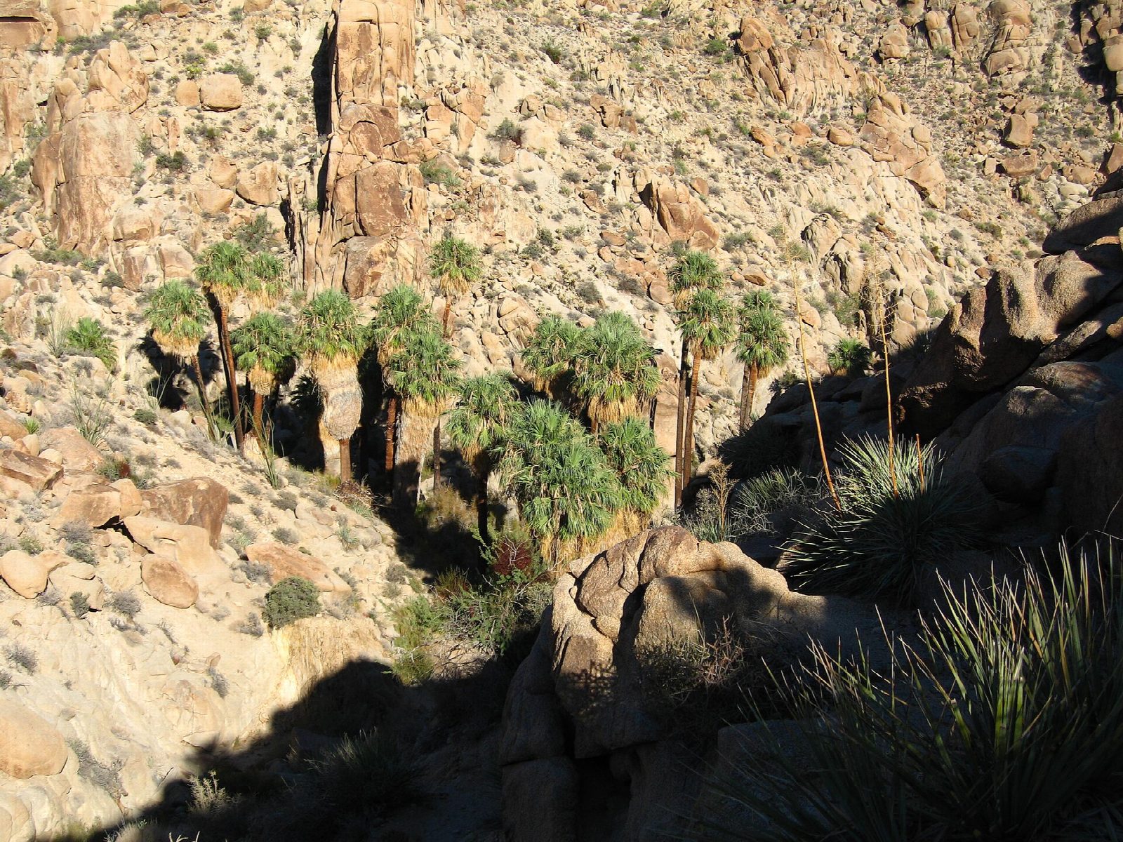 Lost Palms Oasis from Cottonwood Spring