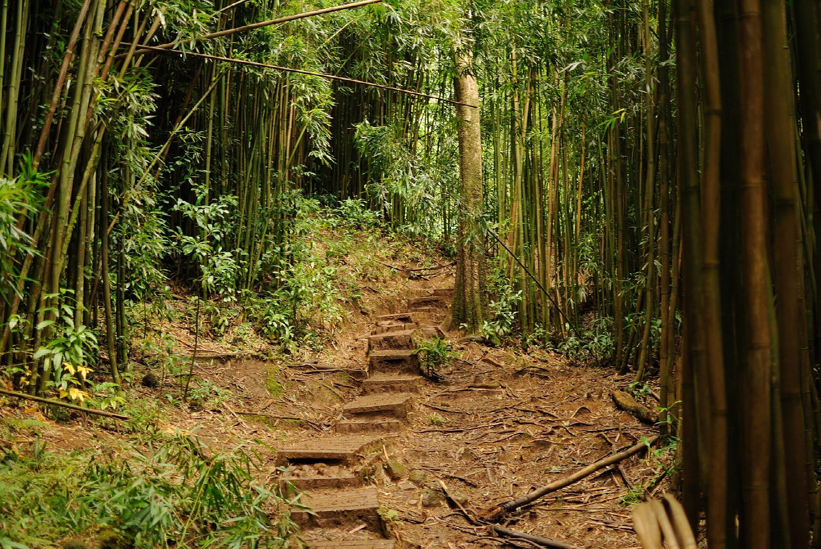 Mānoa Falls Trail