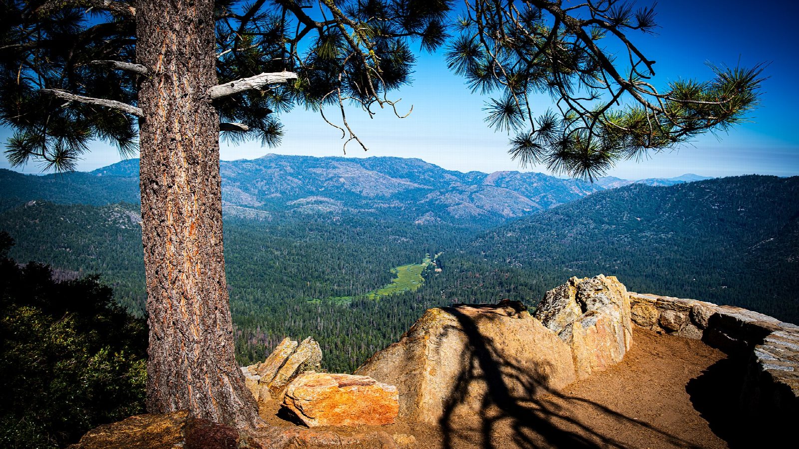 Mariposa Grove: Grizzly Giant and Wawona Point