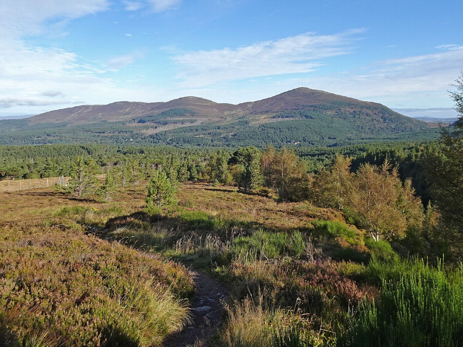 Meall a' Bhuachaille from Glenmore