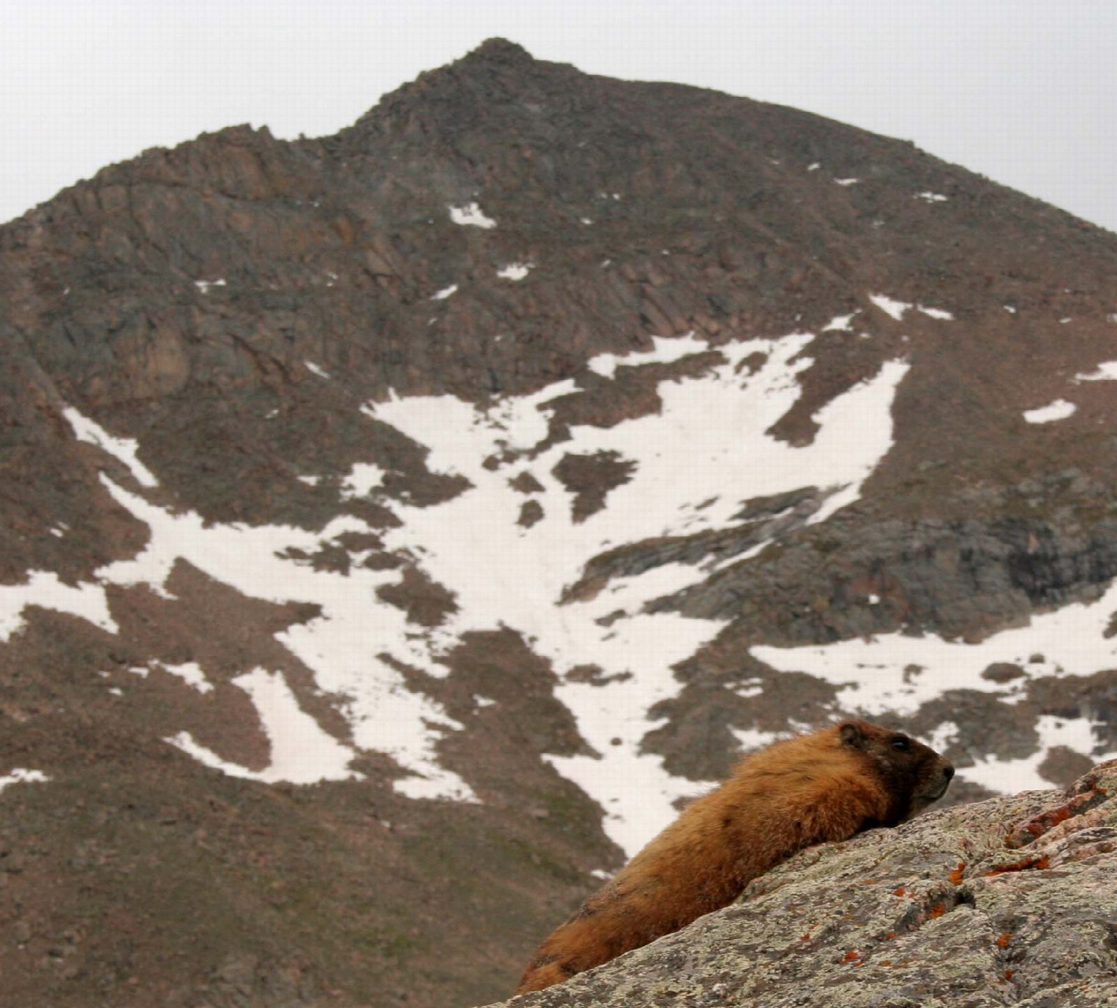 Mount Bierstadt from Guanella Pass