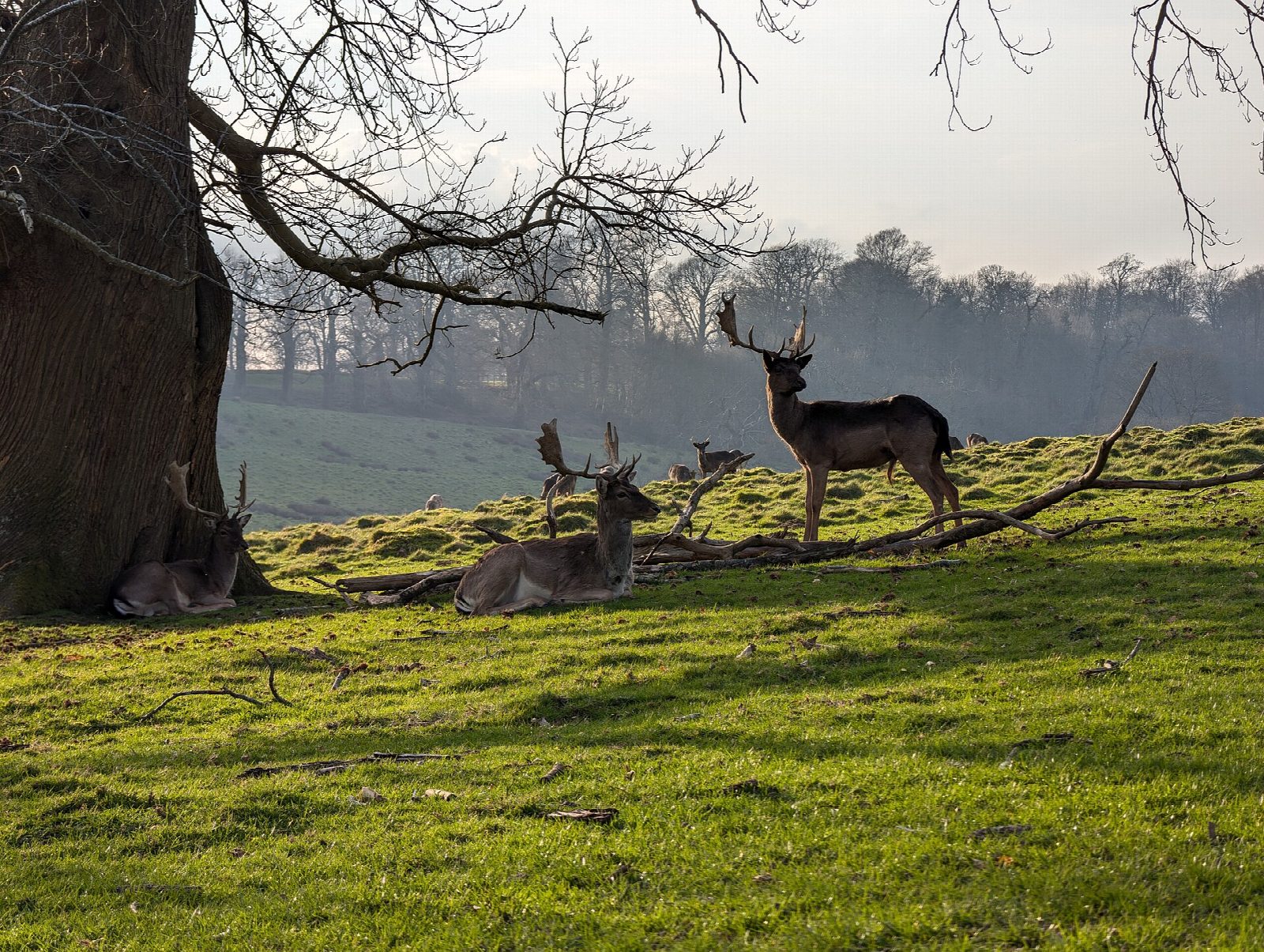 Petworth Park