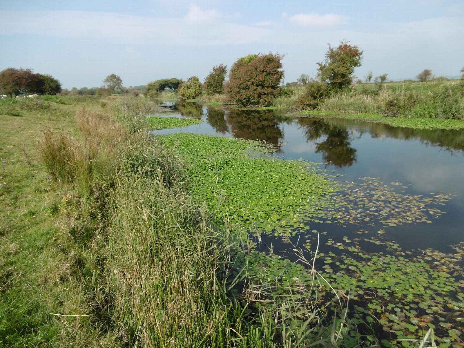 Pevensey Castle and the Pevensey Levels