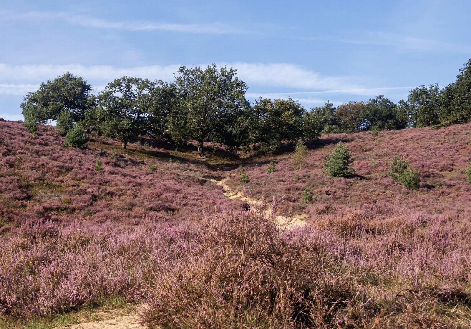 The Posbank heath from the Veluwezoom visitor centre