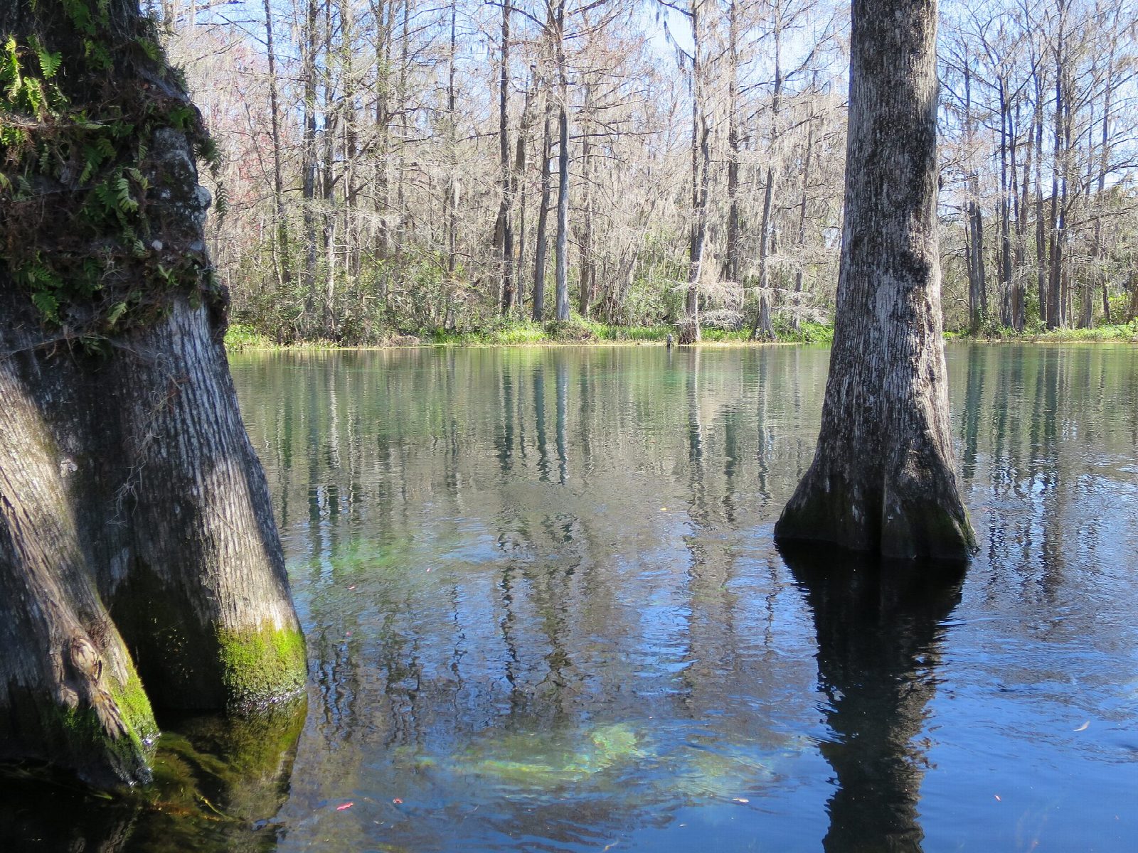 Rainbow River: K.P. Hole to the headspring