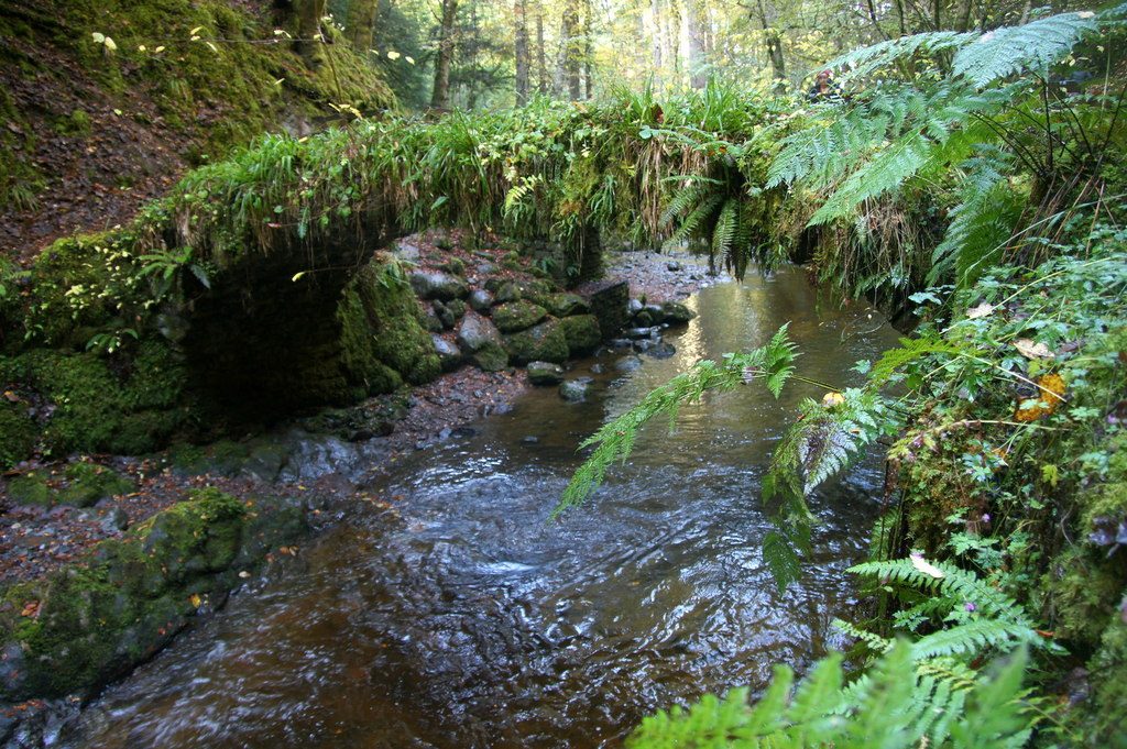 Reelig Glen and the tall trees