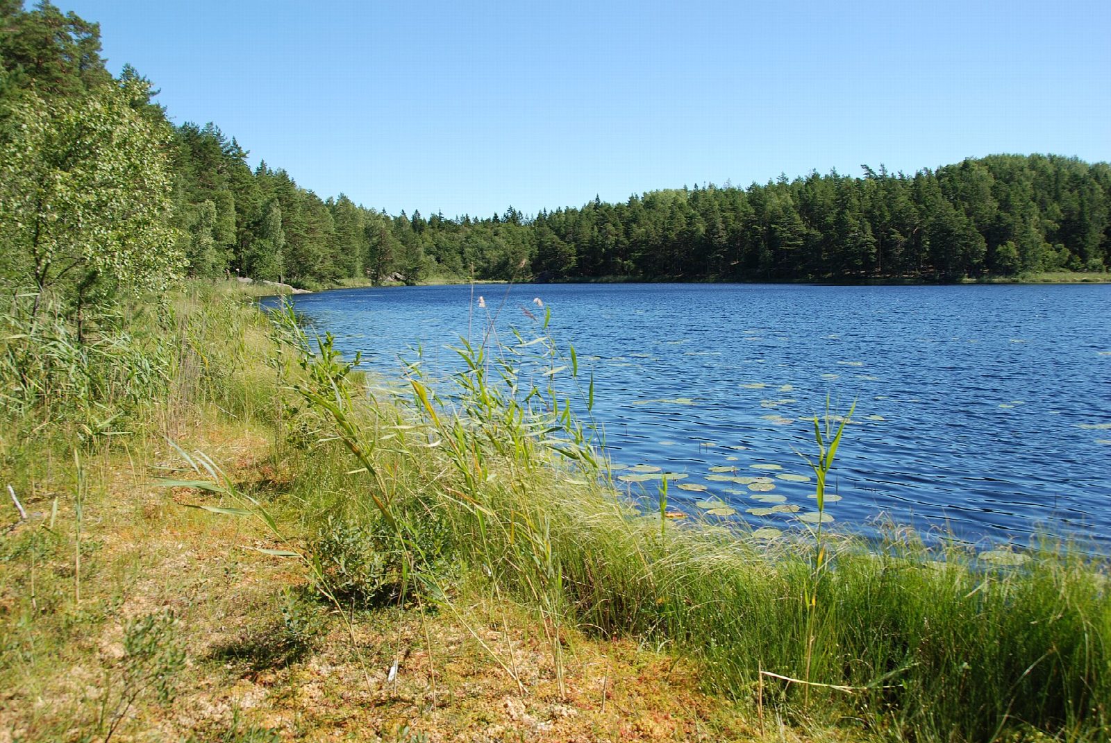 Tyresta's forest lakes from Tyresta by