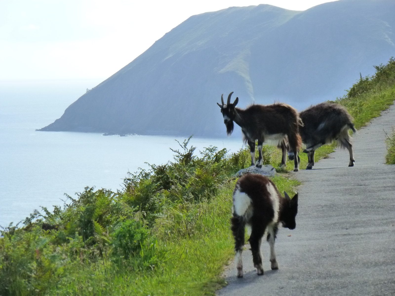 The Valley of Rocks and the North Walk from Lynton