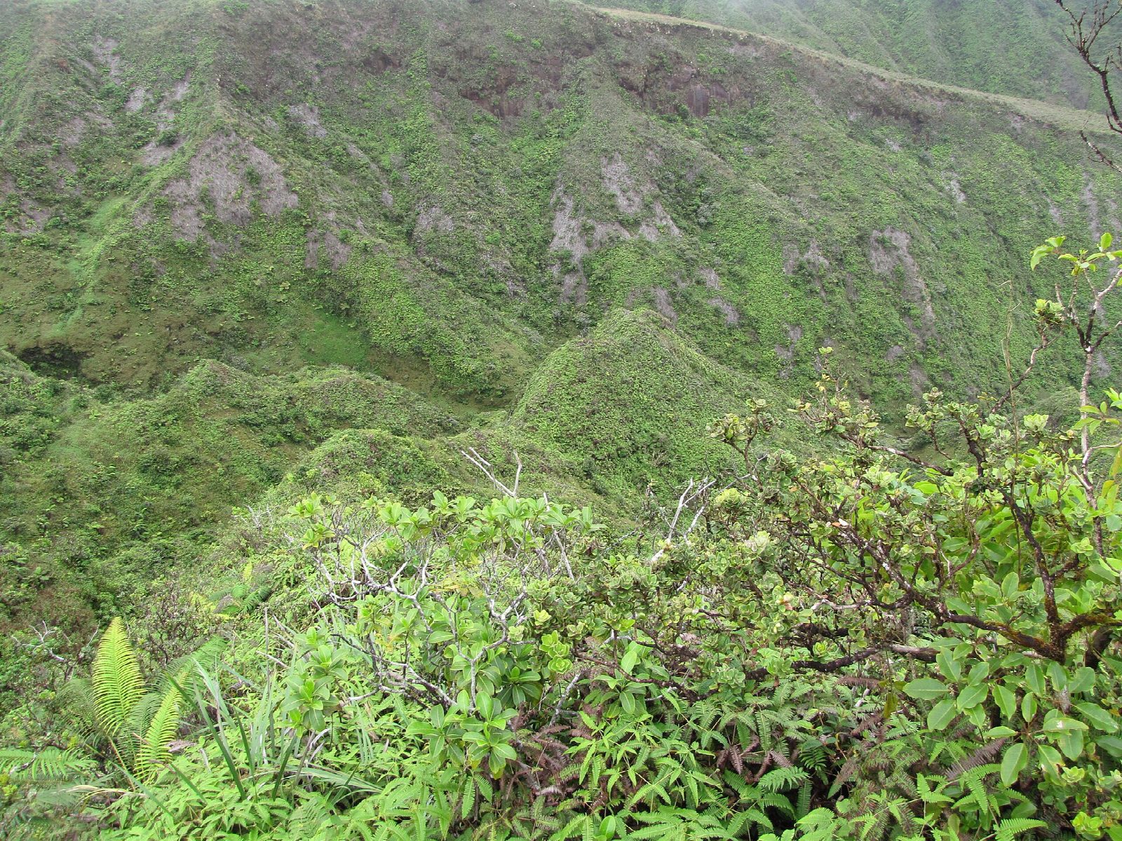 Waiheʻe Ridge Trail