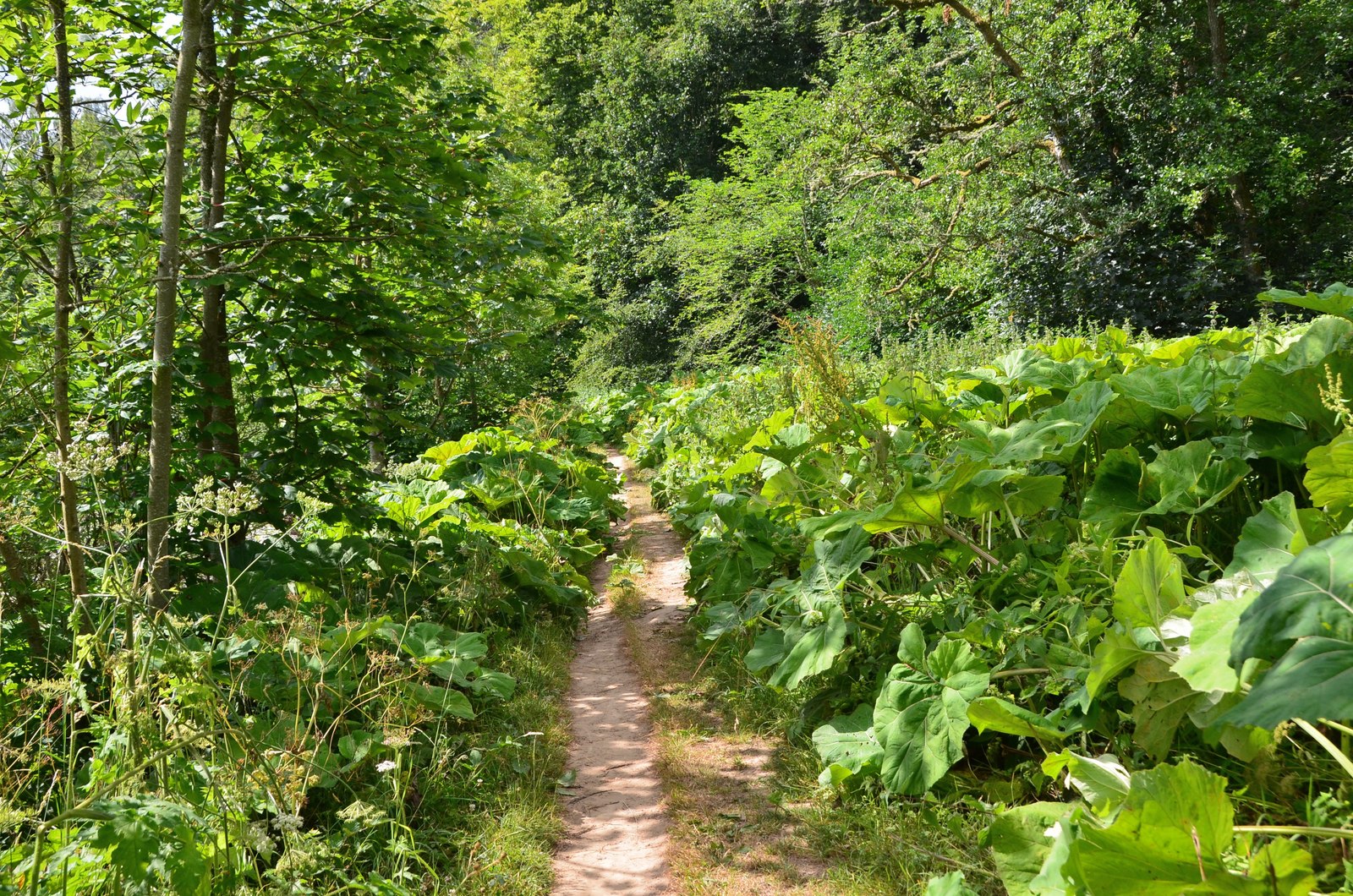 St Cuthbert's Way