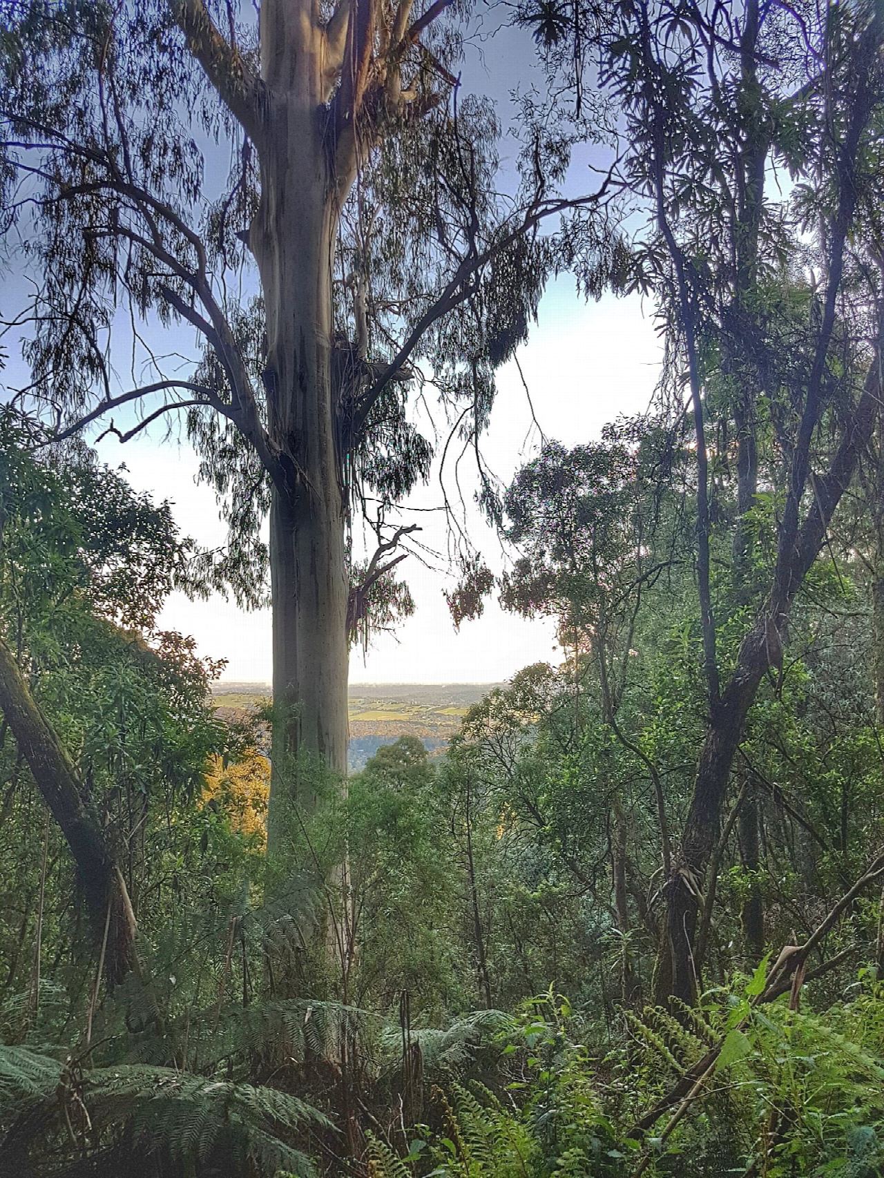 The 1000 Steps to One Tree Hill, Dandenong Ranges