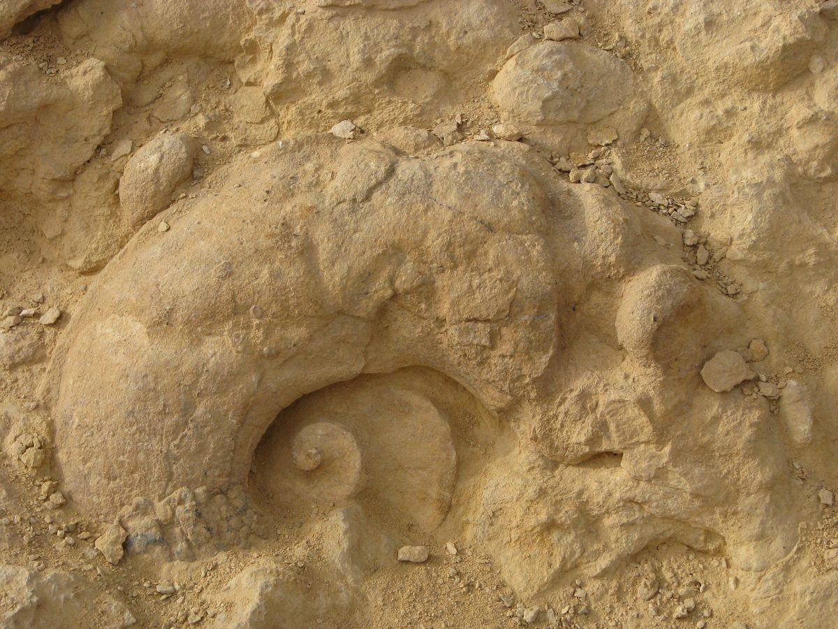 The Ammonite Wall and Mount Gevanim in Makhtesh Ramon