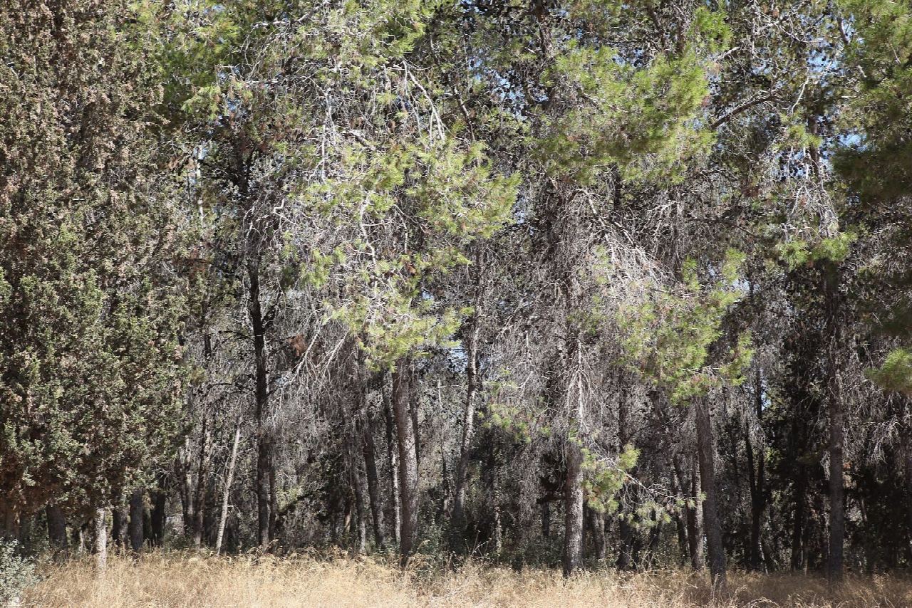 Ben Shemen Forest: the Herzl singletrack
