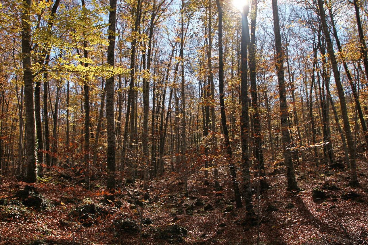 The Garrotxa volcanoes: Santa Margarida, the Fageda d'en Jordà and Croscat