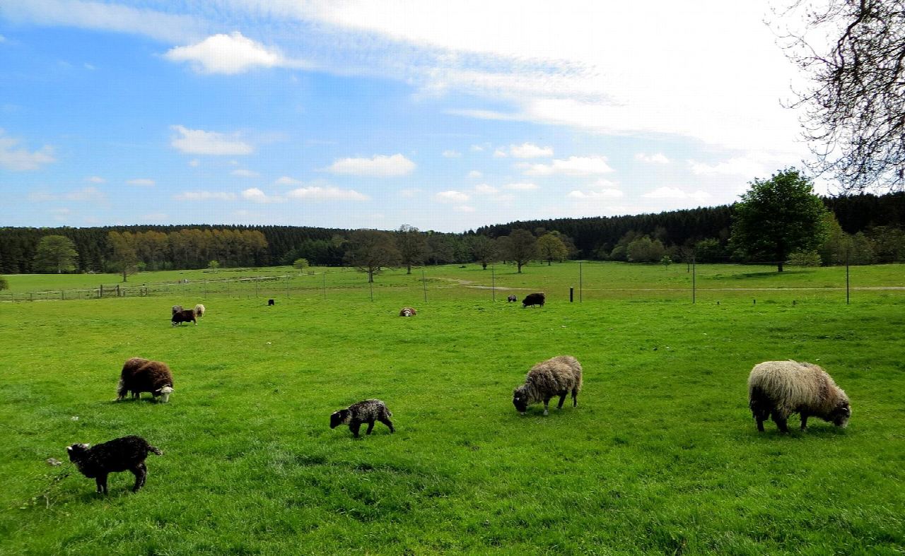 Gosford Forest Park: the red trail by Greer's Fort