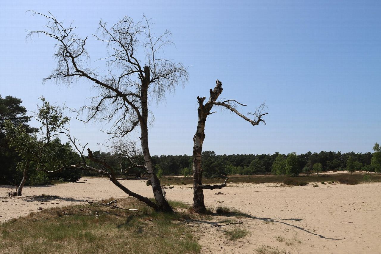 Op verkenning in de Kalmthoutse Heide