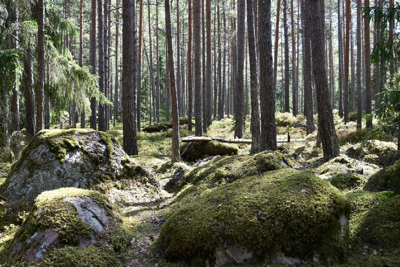 Käsmu nature and culture trail, a loop from the chapel