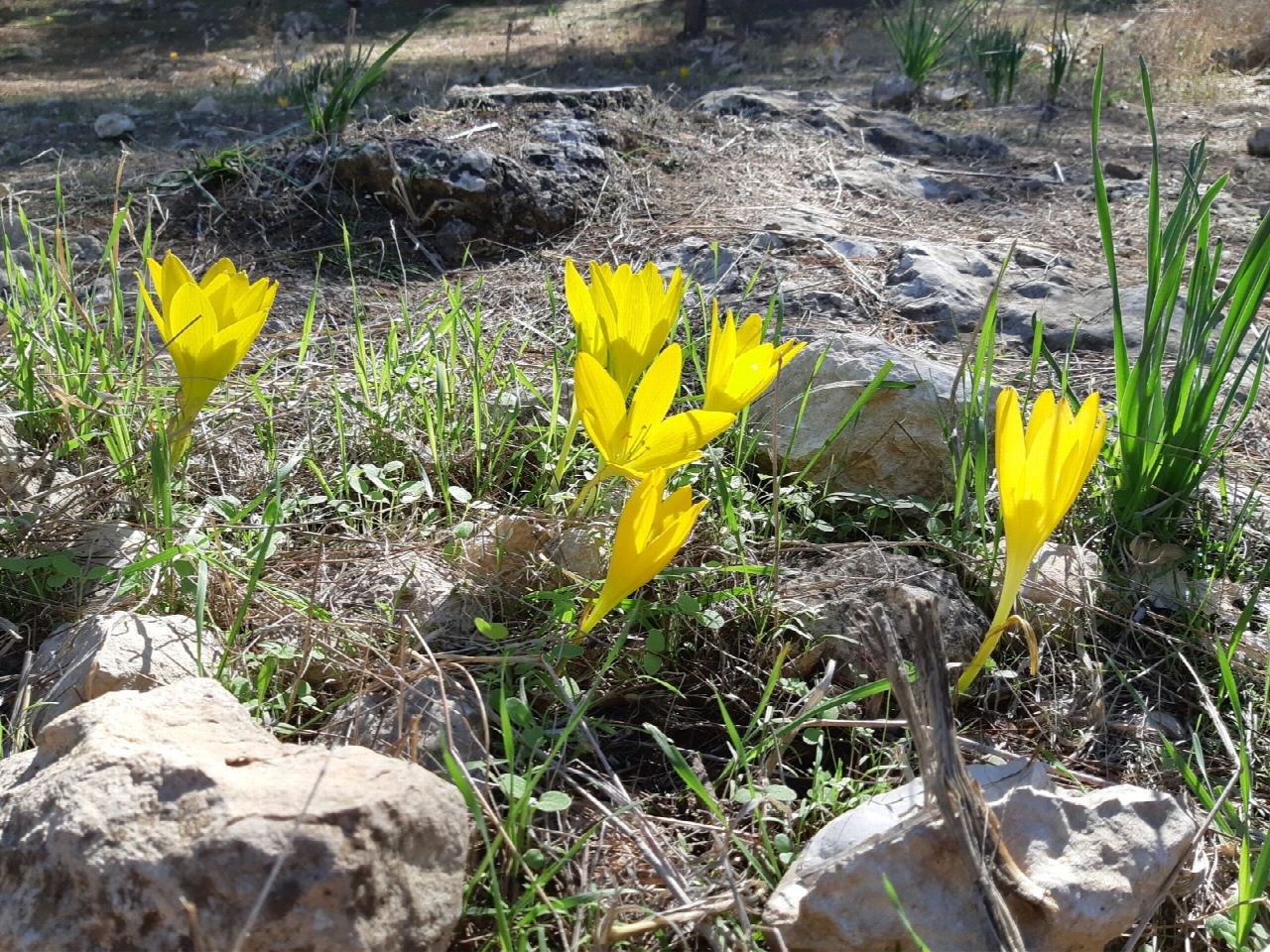 Lahav Forest: autumn crocuses and Hurvat Abu Hof