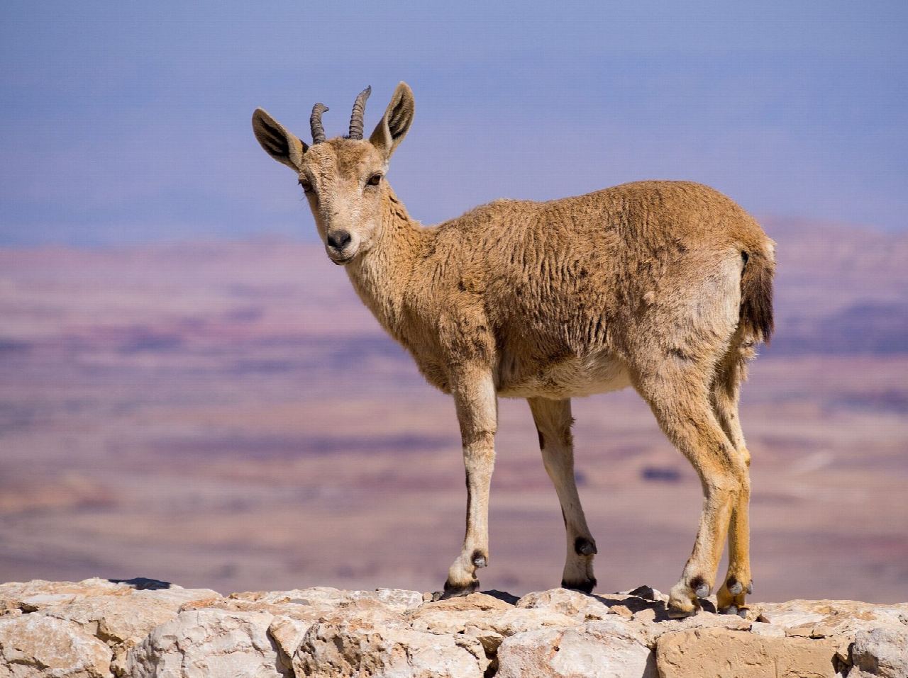 Mitzpe Ramon: the Desert Edge ring