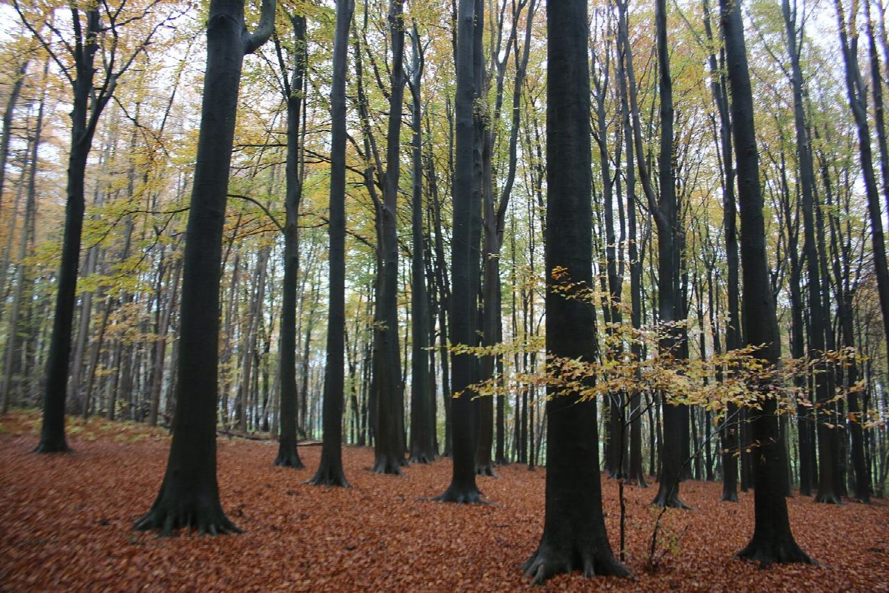 Muziekbos wandelroute