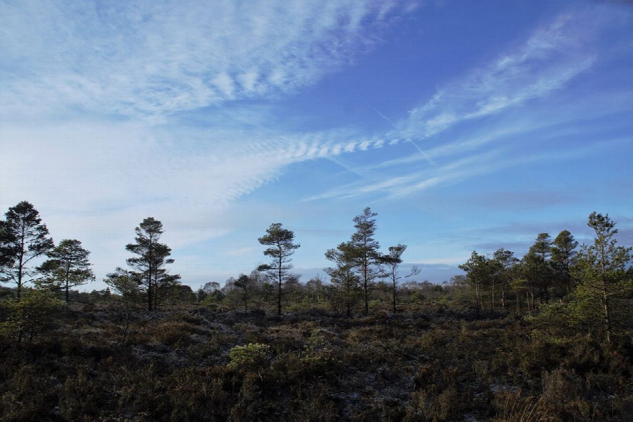 Peatlands Park: the Peatlands Walk round the bog and Derryadd Lough