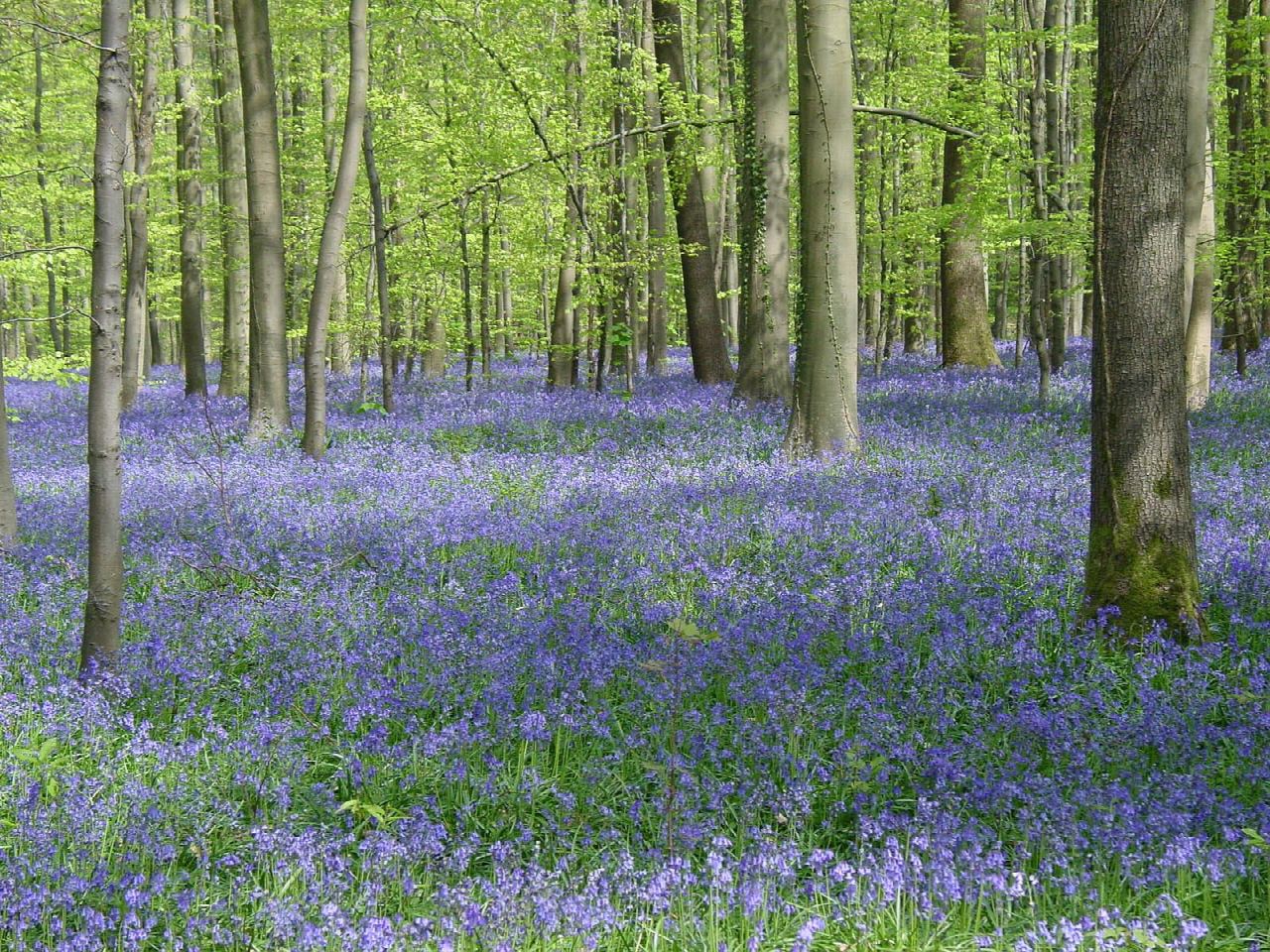 Reebokwandeling in het Hallerbos